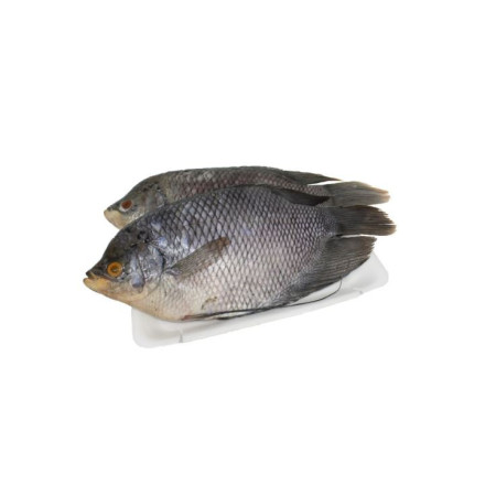 Ikan Gurame Segar premium murah Ikan Gurame Segar premium murah