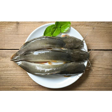 Ikan Lele Segar premium murah Ikan Lele Segar premium murah