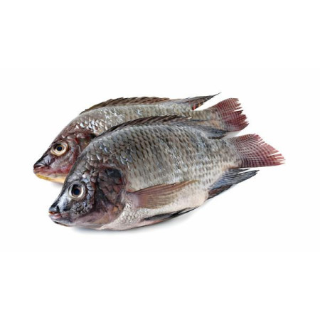 Ikan Nila Segar Ikan Nila Segar