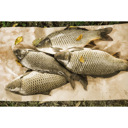 Ikan Mas Premium segar Ikan Mas Premium segar