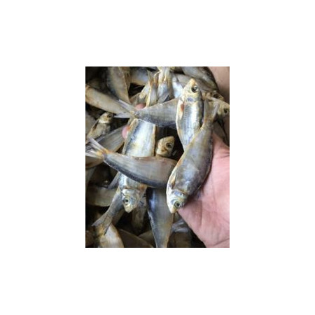 Ikan asin tembang