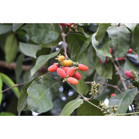 Buah Melinjo