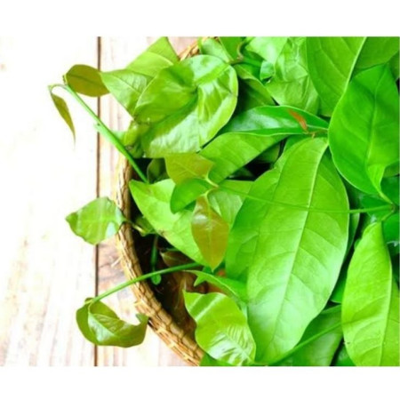 Daun Melinjo - Daun Tangkil