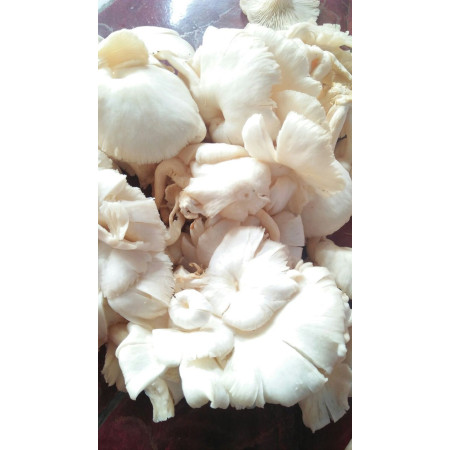Jamur Tiram