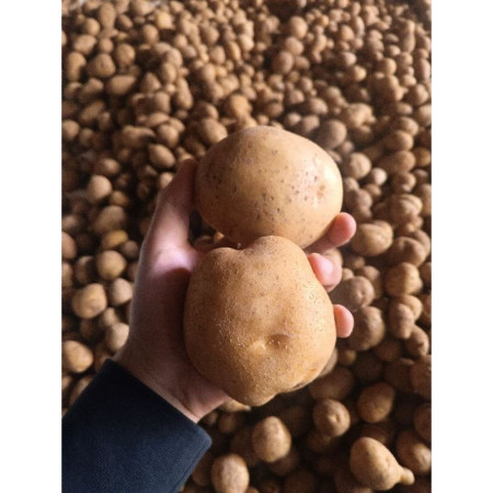 Kentang dieng Kentang dieng