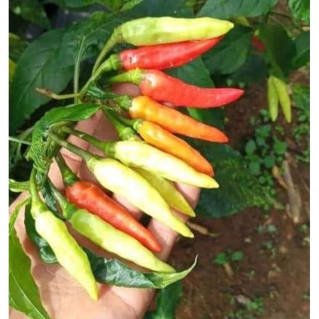 Cabe Rawit