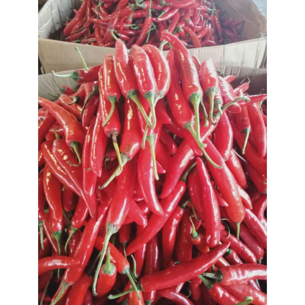 Cabe merah besar/ cabe TW