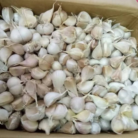 Bawang Putih