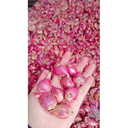 Bawang Merah