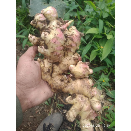 Jahe Segar Premium