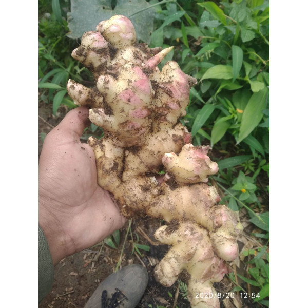 Jahe Segar Premium