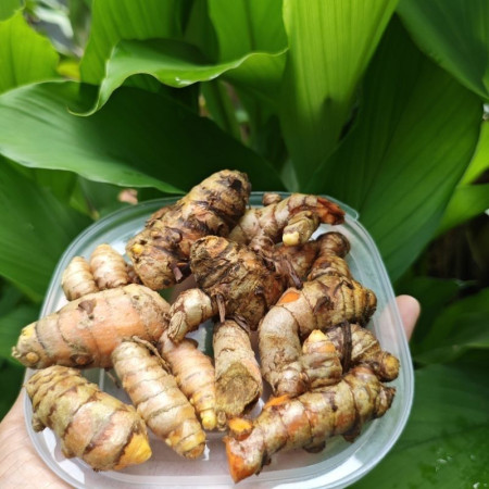 Kunyit/ kunir