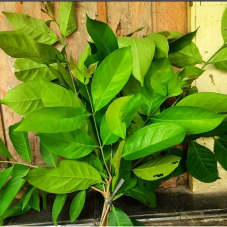 Daun salam