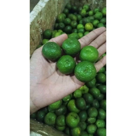 Jeruk Limo / Limau Jeruk Limo / Limau