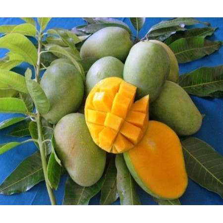 Mangga Harum Manis Segar 1kg
