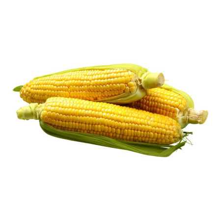 Jagung segar berkualitas