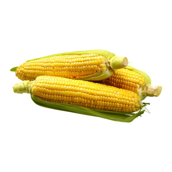 Jagung segar berkualitas